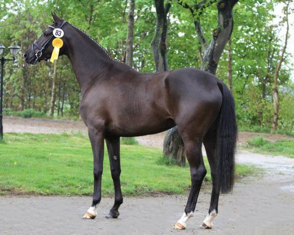 broodmare Rihanna (Trakehner, 2010, from Connery)