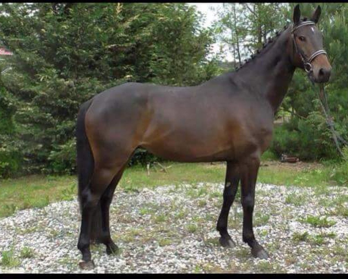 Springpferd Coke Zero (Österreichisches Warmblut, 2009, von Canturo)