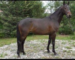jumper Coke Zero (Austrian Warmblood, 2009, from Canturo)