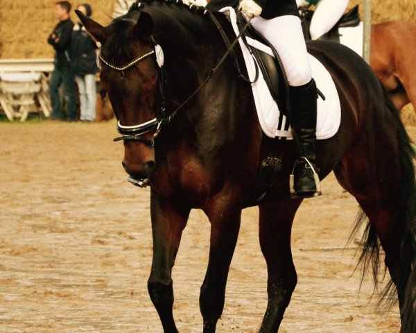 dressage horse Capri Ice R. (Westphalian, 2005, from Collin L) dressage horse Capri Ice R. (Westphalian, 2005, from Collin L)