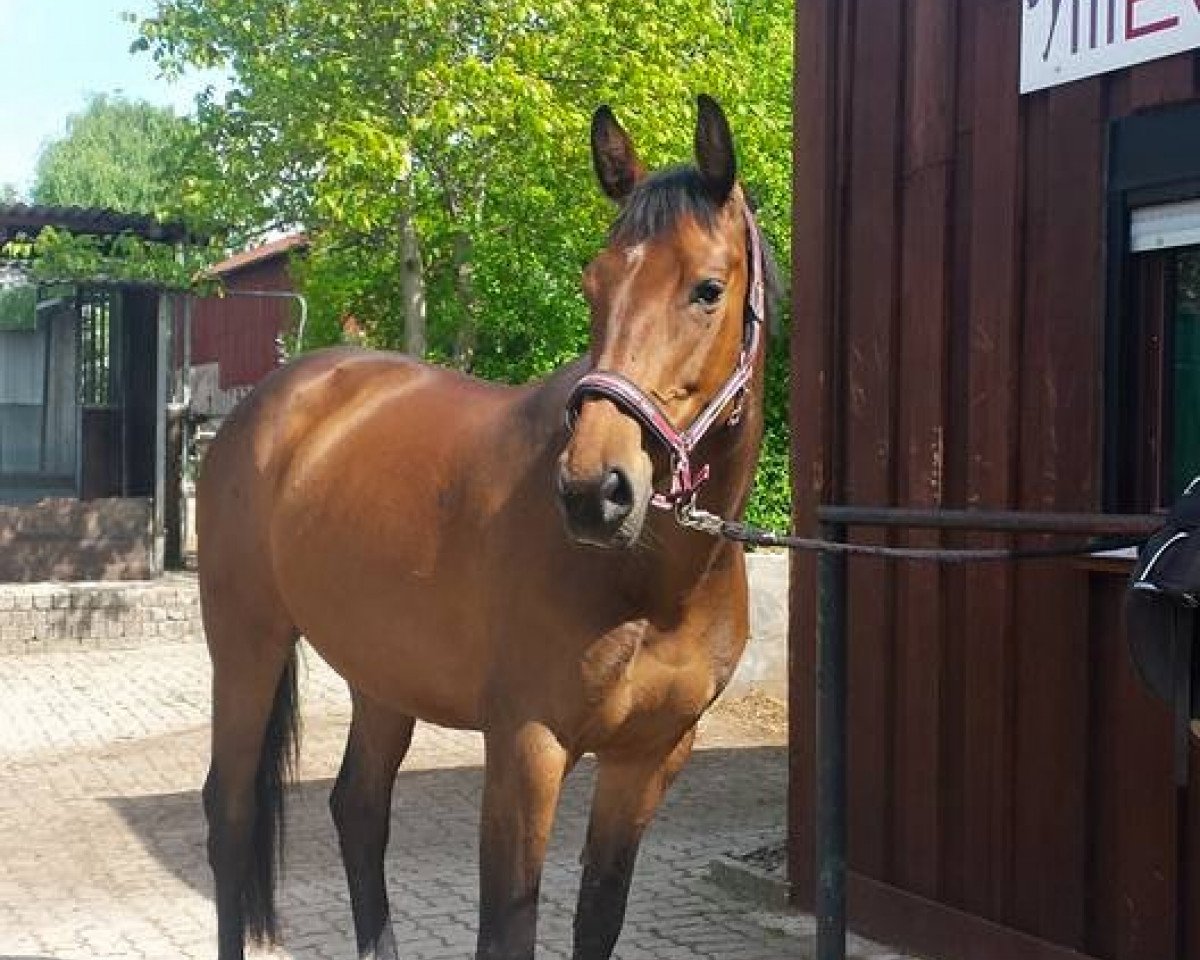 horse Calista (Holsteiner, 2008, from Claudio)