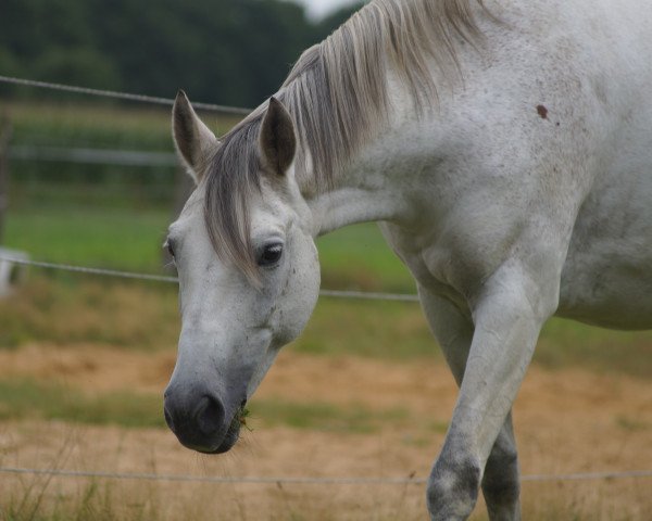 dressage horse Happy Sky (Trakehner, 2002, from Key West)