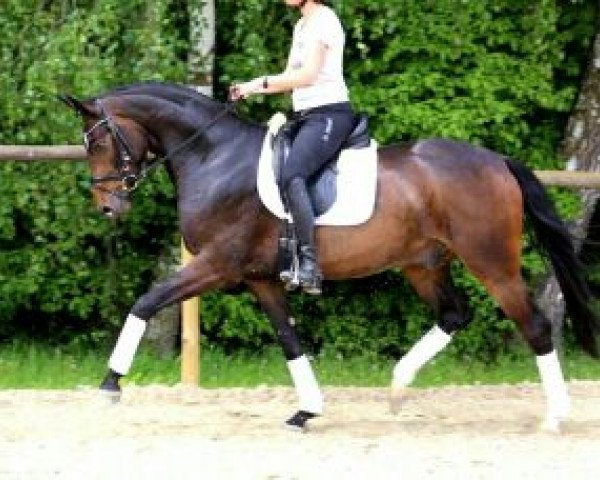 dressage horse Sir Schiwago S (Oldenburg, 2011, from Sir Donnerhall I)