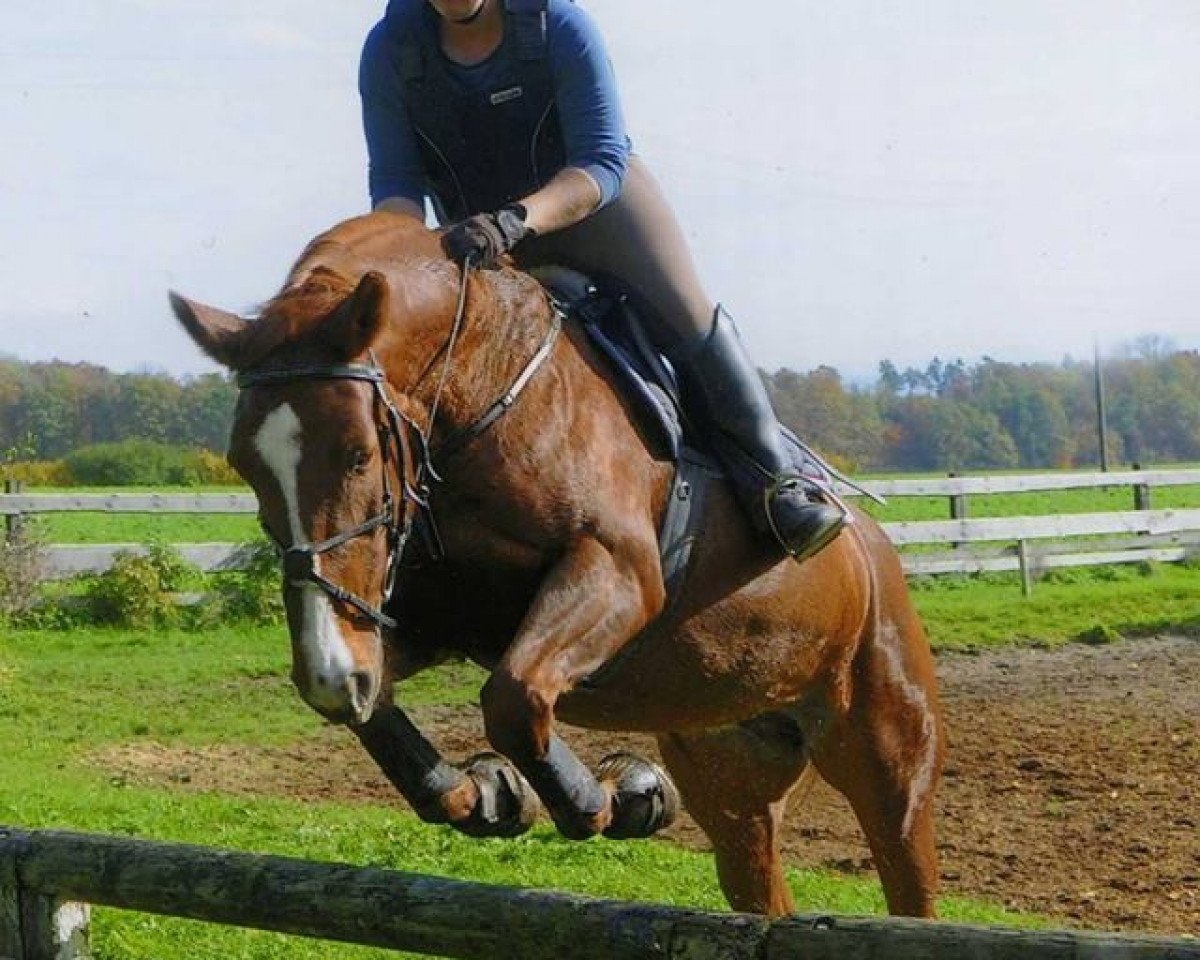 horse Lady's Leotine (Württemberger, 2002)