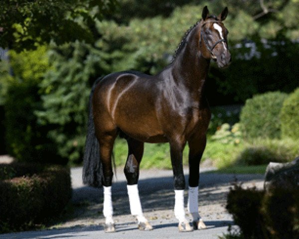 stallion Polytraum (Westphalian, 1994, from Polydor) stallion Polytraum (Westphalian, 1994, from Polydor)