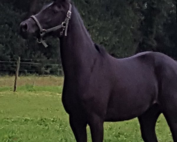 broodmare Nancy 373 (German Riding Pony, 2011, from Night-Power)