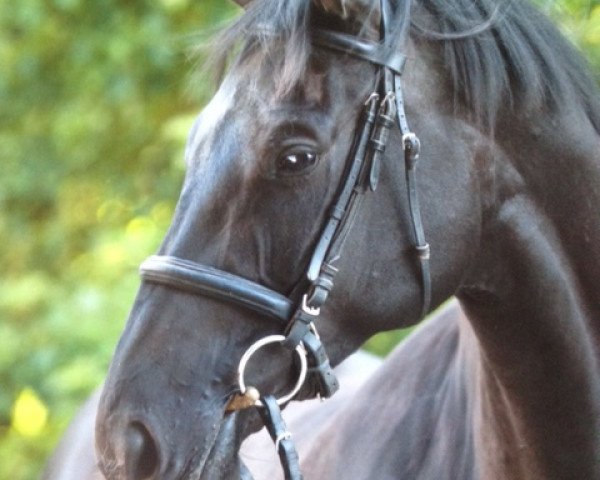Zuchtstute Ulanda (Trakehner, 1999, von Louidor)