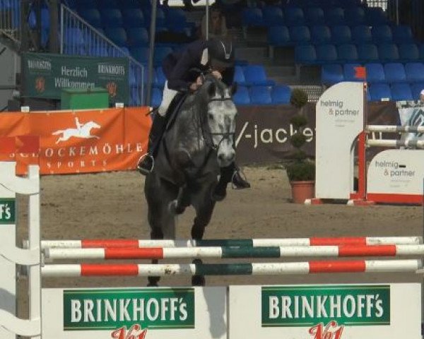 jumper Carlitos 9 (Westphalian, 2009, from Cornet Fever)