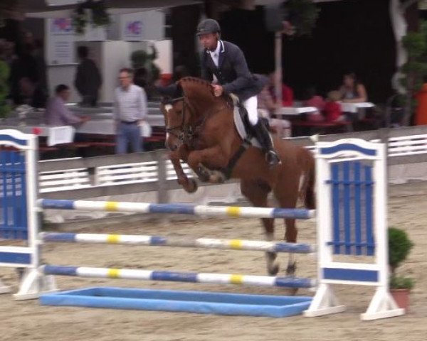 jumper Chapeau 25 (Oldenburg show jumper, 2010, from Carthino Z)