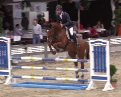 jumper Chapeau 25 (Oldenburg show jumper, 2010, from Carthino Z)