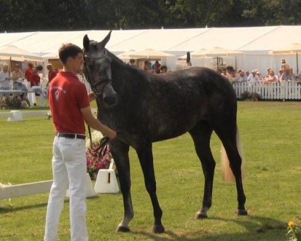 broodmare Coco Chanel (Westphalian, 2010, from Congress)