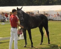 broodmare Coco Chanel (Westphalian, 2010, from Congress)