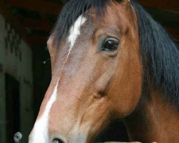 broodmare Heuca (Trakehner, 2000, from Le Duc)