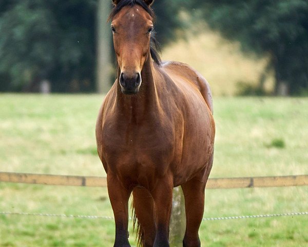 broodmare Florenciana (Rhinelander, 2013, from Florenciano 6)