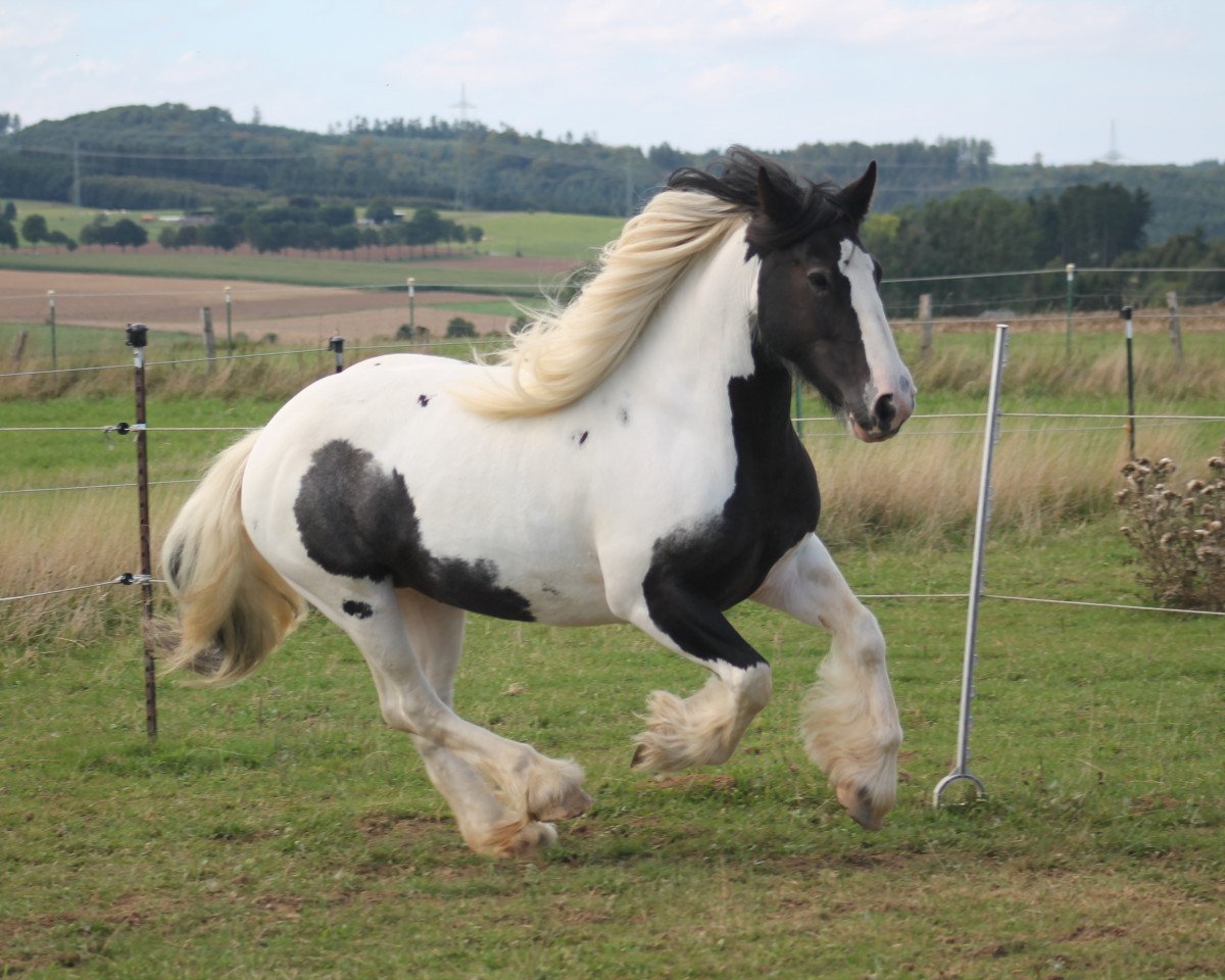horse Tinkerbell (Tinker / Irish Cob / Gypsy Vanner,  )