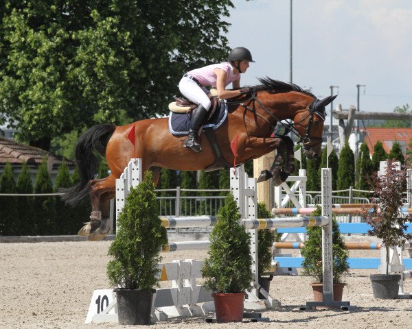 broodmare Sweaty 2 (Holsteiner, 2008, from Singulord Joter)
