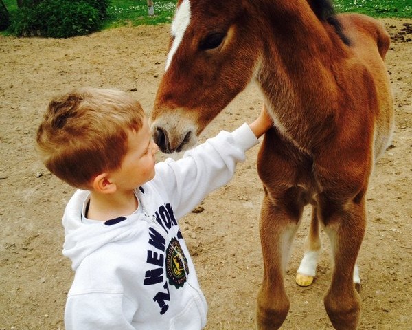 horse Aristo K. (German Warmblood, 2014, from Abke 4)