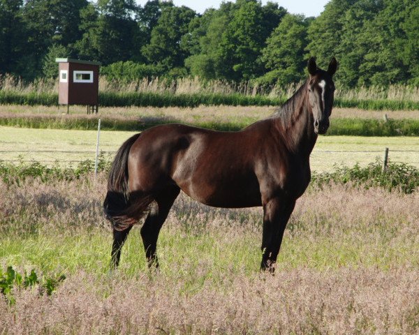 broodmare Hadiva (Hanoverian, 2012, from Heinrich Heine)