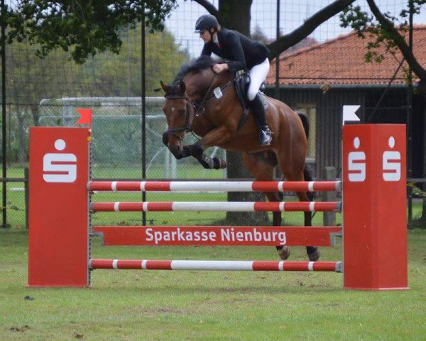 Springpferd Magic of Mistery (Westfale, 2006, von Montelino G) Springpferd Magic of Mistery (Westfale, 2006, von Montelino G)