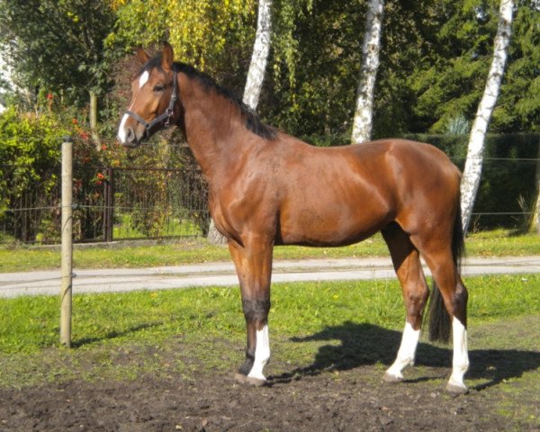 Springpferd Cornet's Prince 2 (Oldenburger Springpferd, 2010, von Cornet's Prinz)