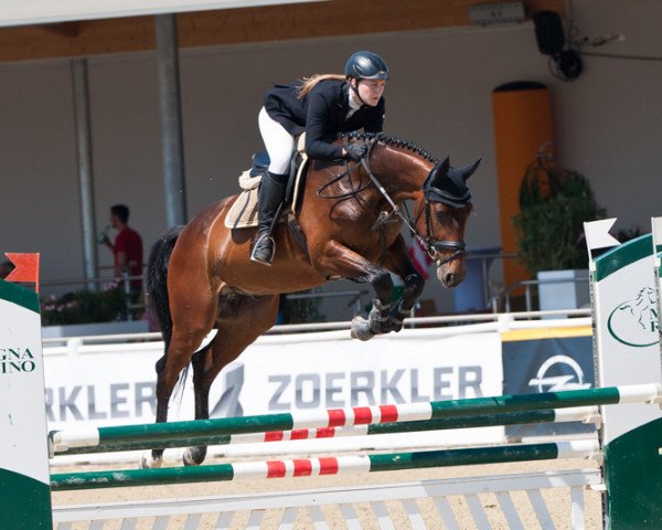 Springpferd Balando BZ (Österreichisches Warmblut, 2010, von Balou du Rouet) Springpferd Balando BZ (Österreichisches Warmblut, 2010, von Balou du Rouet)