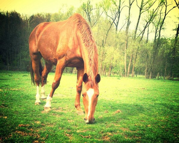 broodmare Benetton Bailey's (Hanoverian, 2006, from Brentano II)