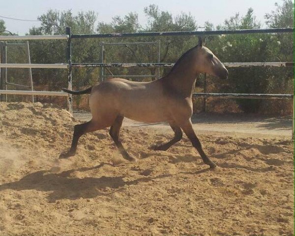 Pferd Juncadello (Lusitano, 2014)