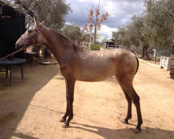 Pferd Melenda (Lusitano, 2014)