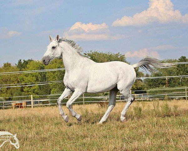horse Rastembork (Trakehner, 2004, from Cadeau)