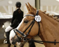 dressage horse Golden Prince (Pony without race description, 2010)