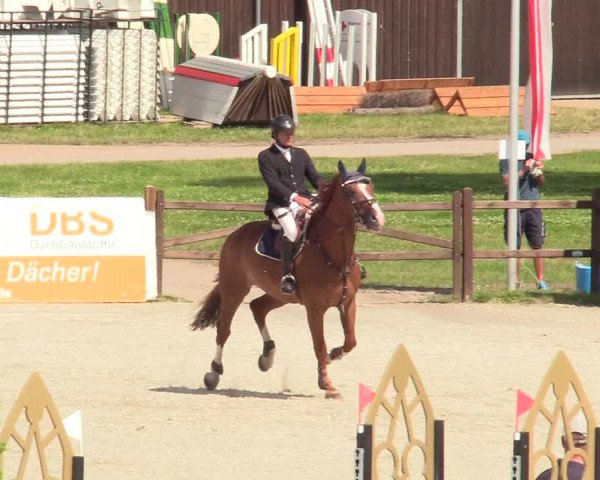 Reitturnier Westergellersen 2020
