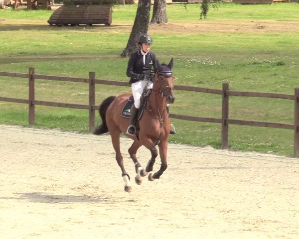 Reitturnier Westergellersen 2020