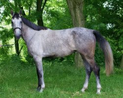 Springpferd Quifilia de Ganad (Ungarisches Warmblut, 2008, von Quifilio)