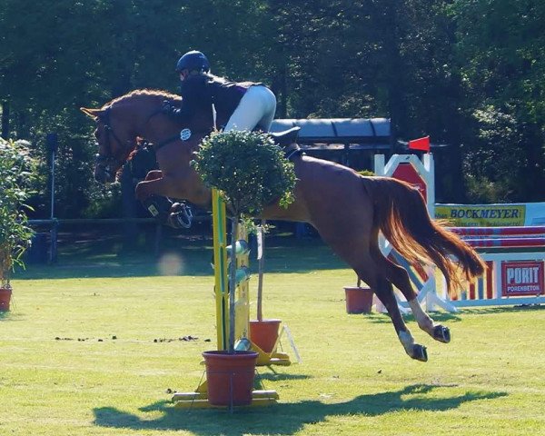 broodmare Sunshine WE (German Riding Pony, 2011, from Makuna Matata WE)