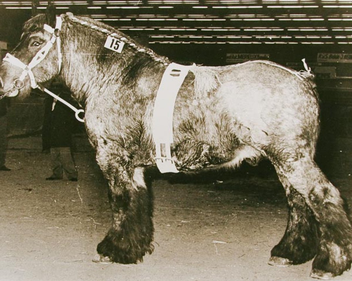 Deckhengst Rivaal van de Merodedreef (Brabanter/Belgisches Kaltblut, 1980, von Hardi van de Engelhoek)