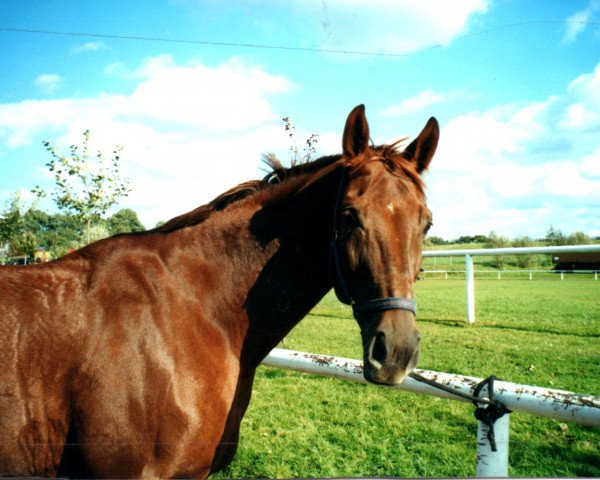 Zuchtstute Wicky (Westfale, 1992, von Weinberg)
