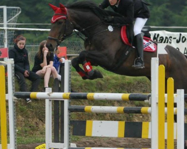 jumper Felice (German Sport Horse, 2004, from Corton)
