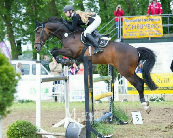 Springpferd Lionel 52 (Westfale, 1999, von Laurion)