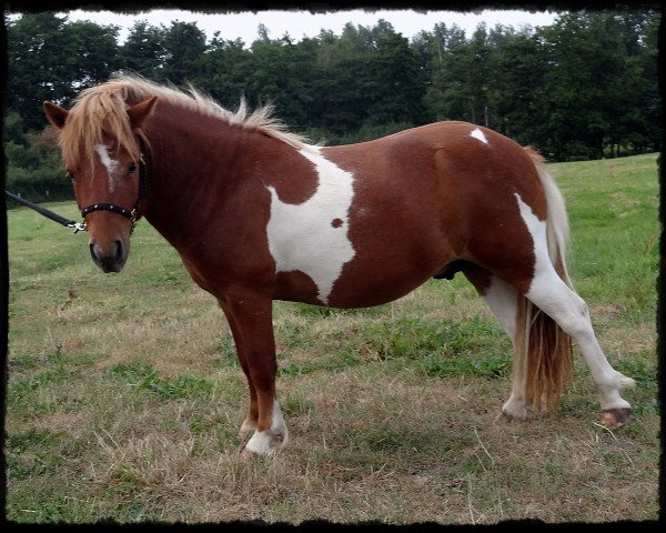 stallion Lovelyminis Dagon (Dt.Part-bred Shetland pony, 2013, from Diego vom Landhof) stallion Lovelyminis Dagon (Dt.Part-bred Shetland pony, 2013, from Diego vom Landhof)