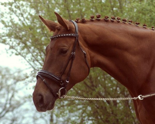 jumper Uluitoarea (Romanian Warmblood, 2007, from Agresor)