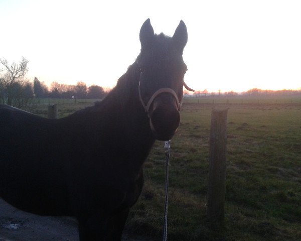 broodmare Kentarie (German Riding Pony, 1999, from Kentucky) broodmare Kentarie (German Riding Pony, 1999, from Kentucky)