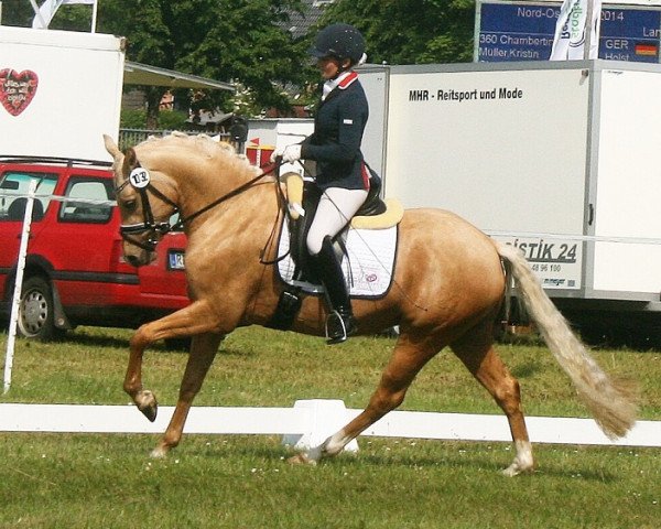 broodmare Tackmann's Baiser (German Riding Pony, 2011, from FS Golden Highlight)