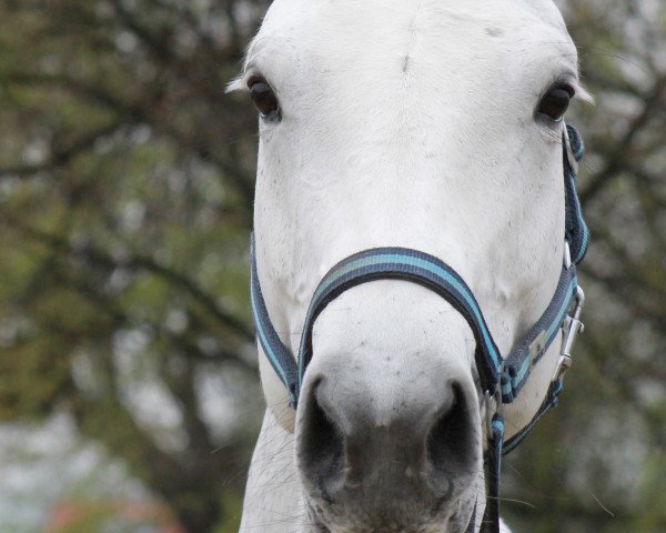 jumper Ladyfee 2 (German Sport Horse, 2006, from Carpalo)