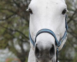 jumper Ladyfee 2 (German Sport Horse, 2006, from Carpalo)