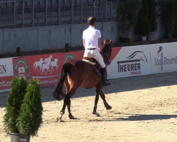 Reitturnier Westergellersen 2020