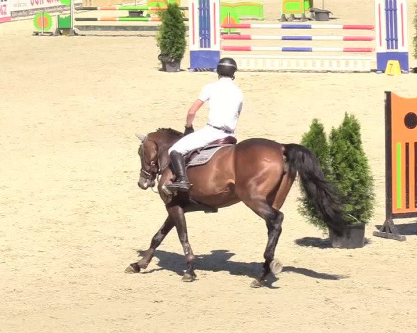 Reitturnier Westergellersen 2020