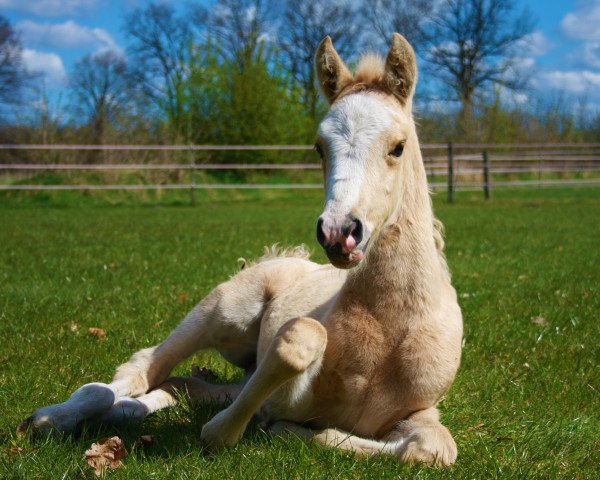 horse Grenzhoehes Daisy (German Riding Pony, 2015, from Diors Daikiri)