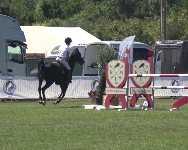 FEI Reitturnier Eschweiler (GER) 2020