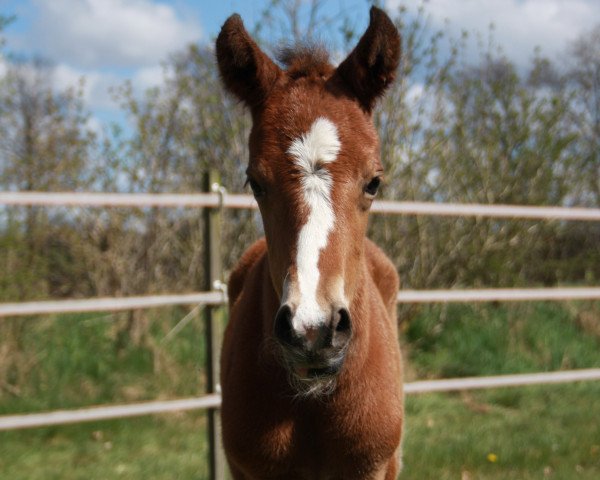 Dressurpferd Grenzhoehes Officer Spock (Deutsches Reitpony, 2015, von Grenzhoehes Olivier K WE)