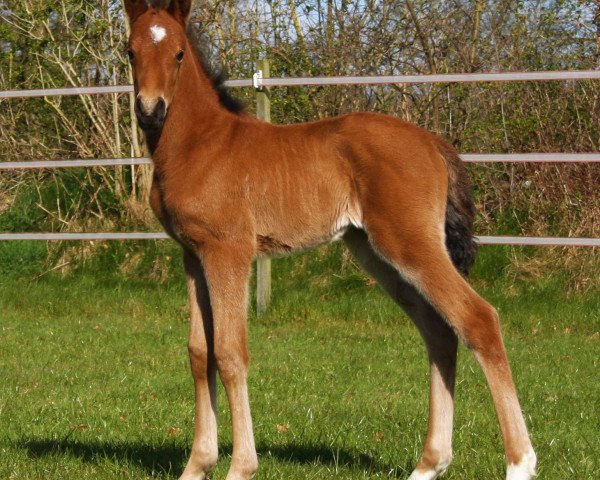 horse Grenzhoehes Malaika (German Riding Pony, 2015, from Grenzhoehes Olivier K WE)
